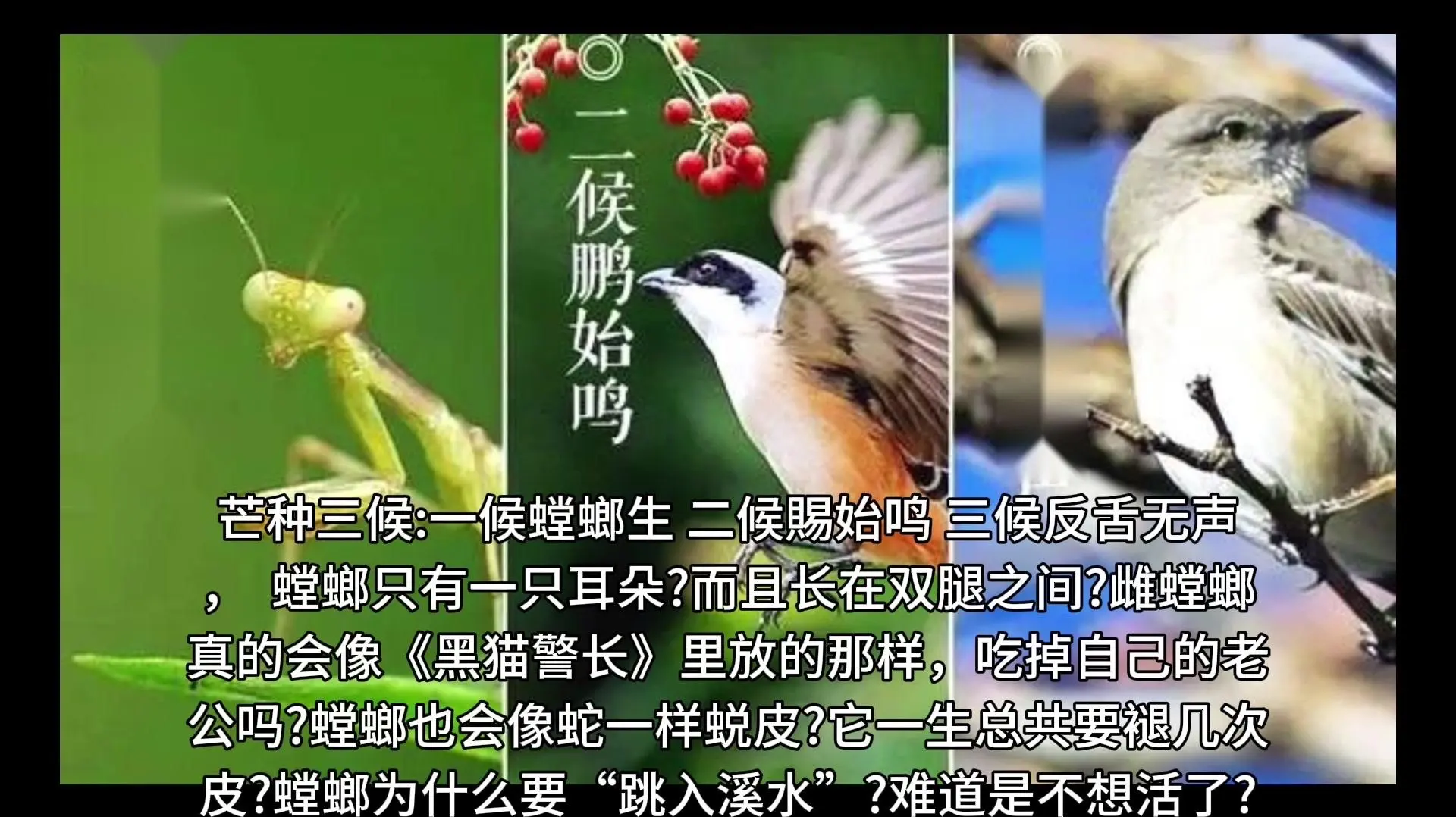 螳螂剧情介绍,螳螂电视剧螳螂是谁