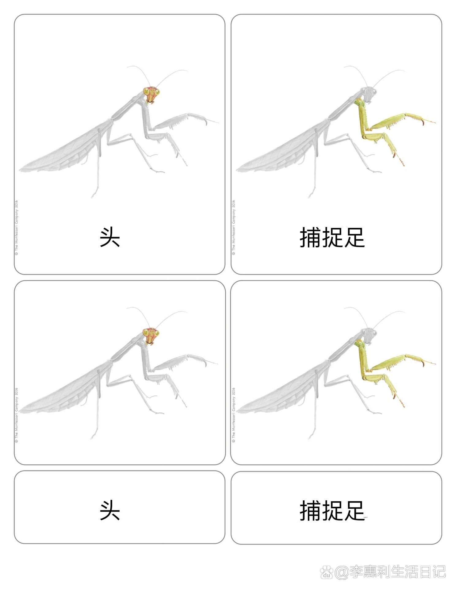 螳螂剧情介绍,螳螂电视剧螳螂是谁