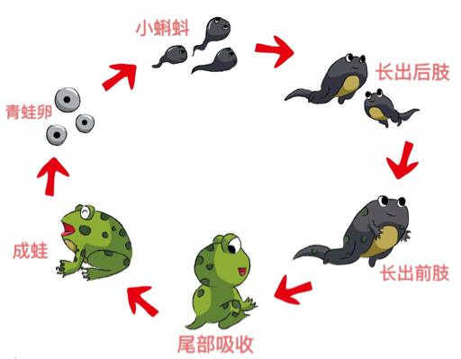 蝌蚪在线观看,蝌蚪在线观看黄