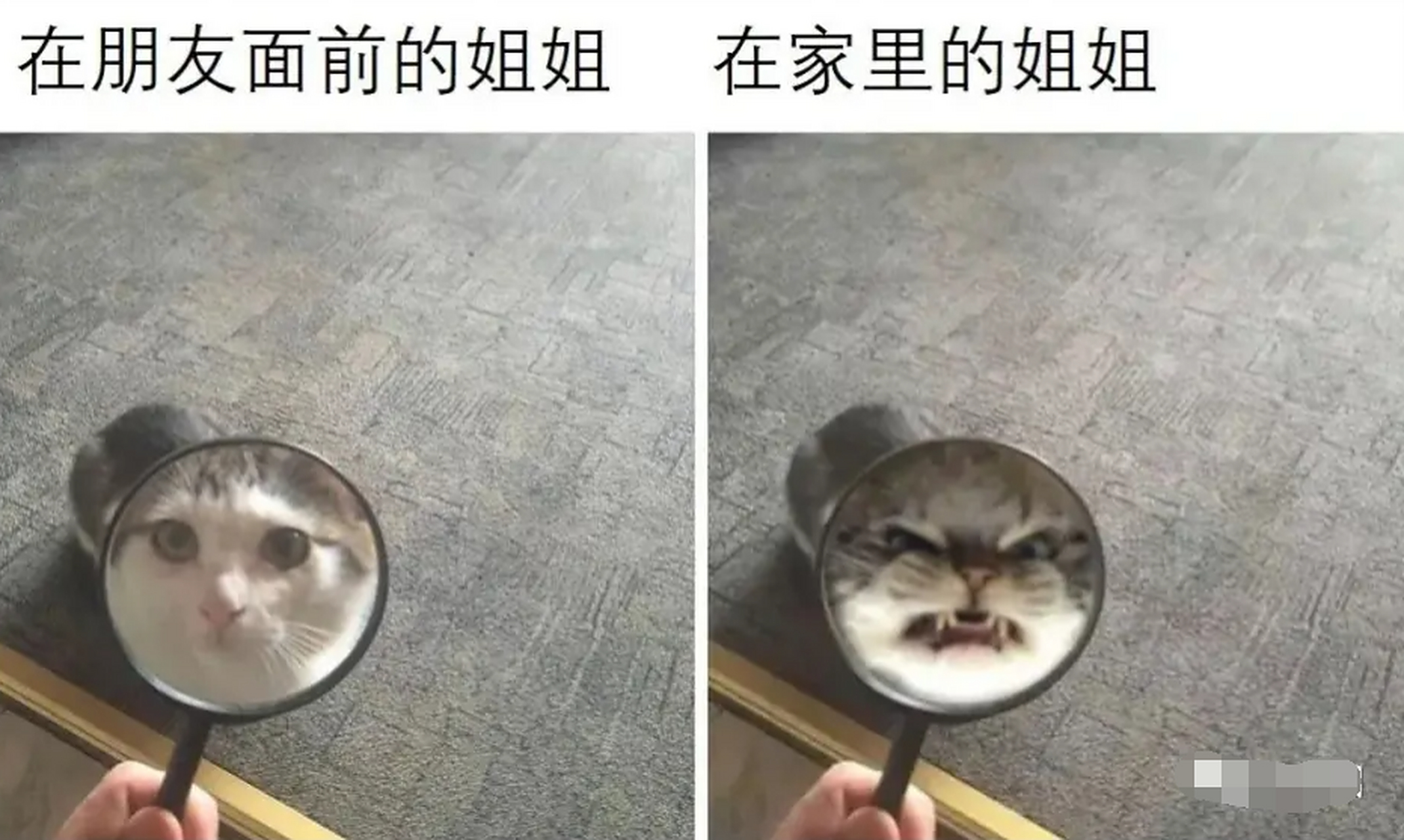 姐姐的朋友5免费观看,姐姐的朋友5免费观看的主演