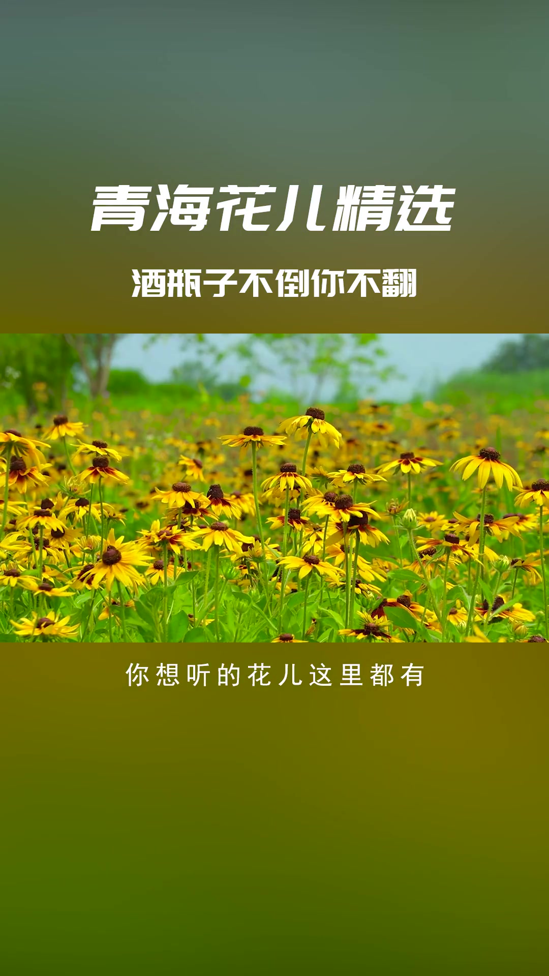 青海花儿电视剧,青海花儿电视剧在线观看