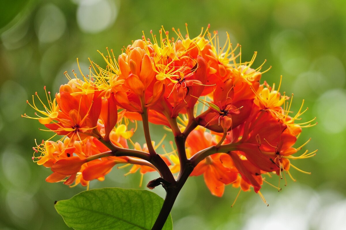 无忧花开剧情,无忧花开男主角现状