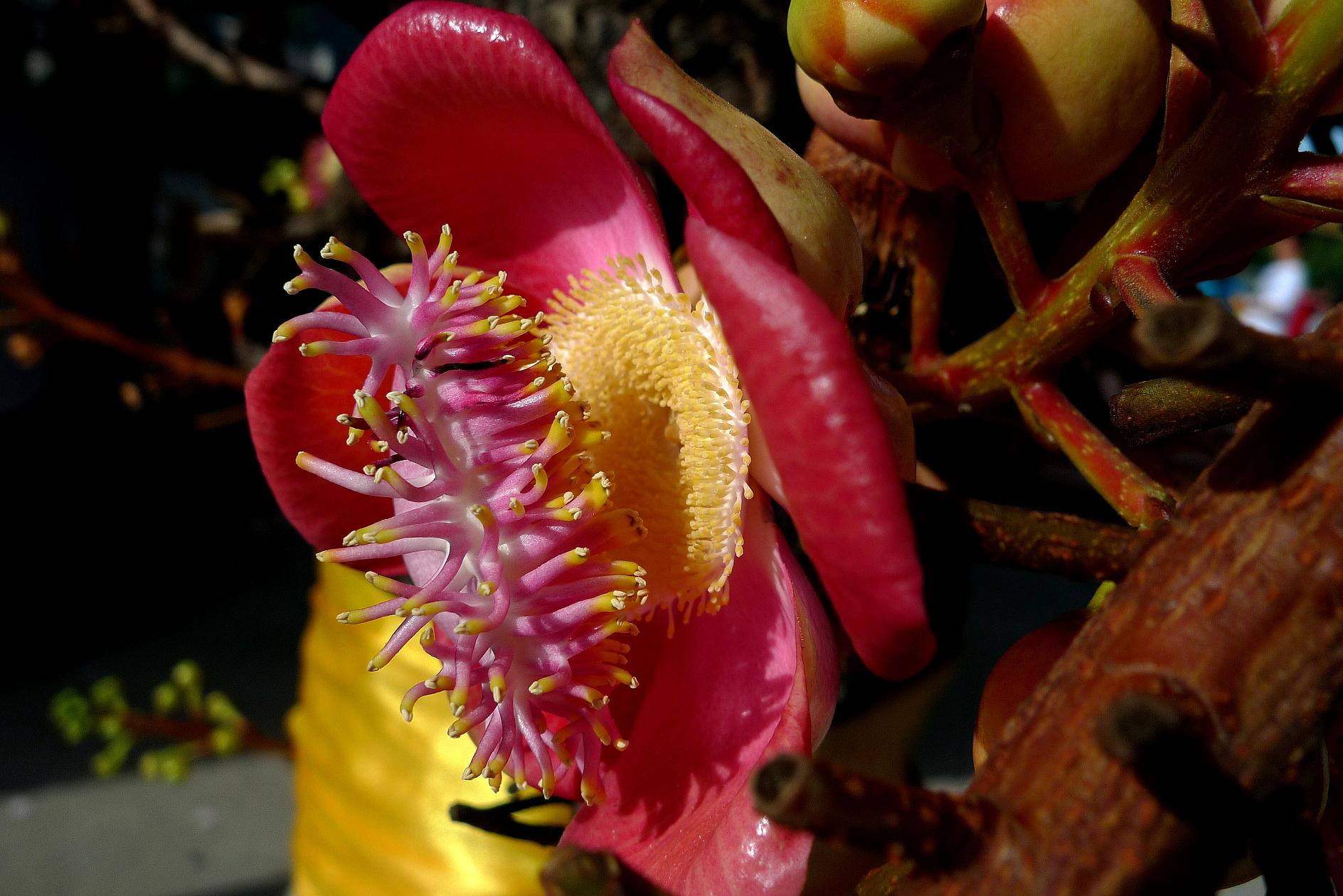 无忧花开剧情,无忧花开男主角现状