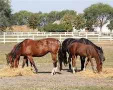 马场大亨分集剧情,马场大亨电视剧结局