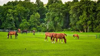 马场大亨分集剧情,马场大亨电视剧结局