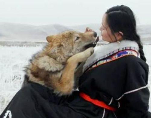 狼与美女剧情完整版,狼与美女剧情完整版免费观看