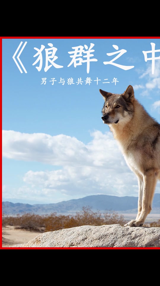 与狼共舞剧情简介,与狼共舞剧情介绍136