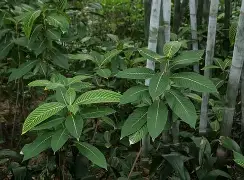 大金脉36集在线观看,大金脉电视剧免费观看