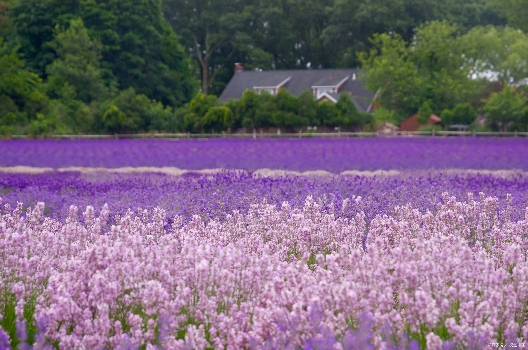 薰衣草在线观看完整版,薰衣草在线观看完整版连续剧