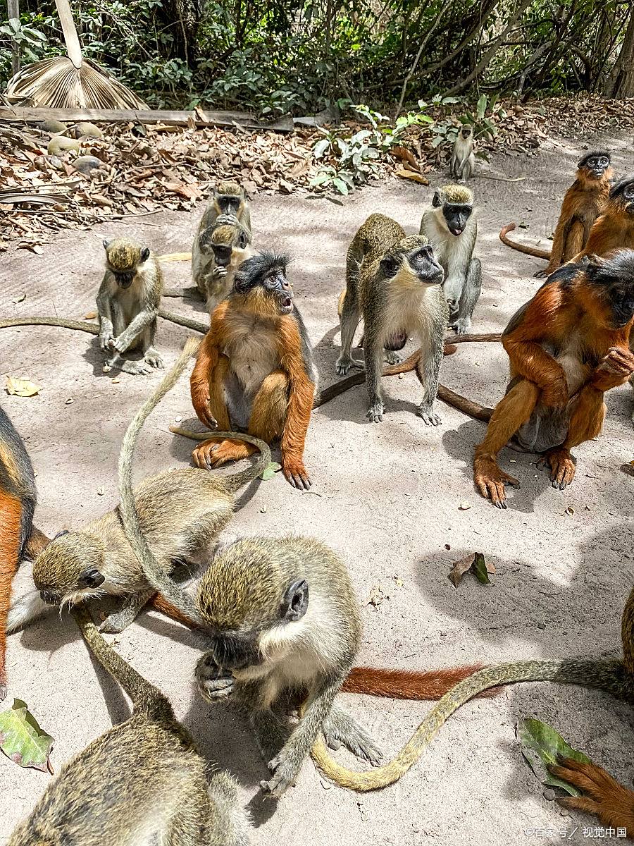 十二只猴子剧情,十二只猴子主演