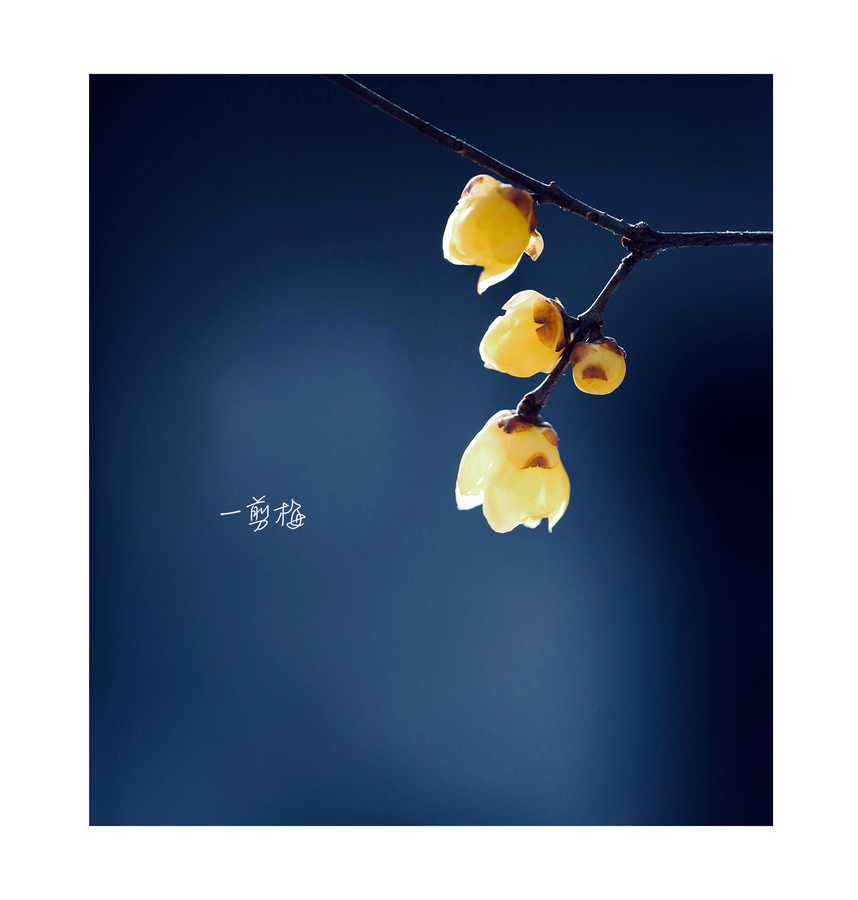 一剪梅剧情,一剪梅剧情1984