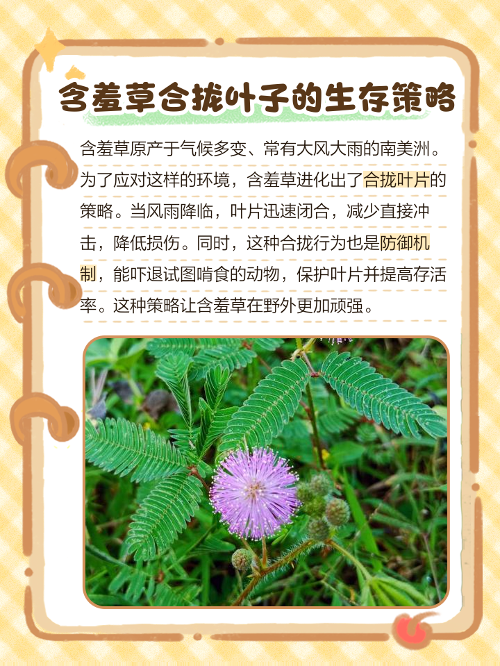 含羞草免费版在线的简单介绍