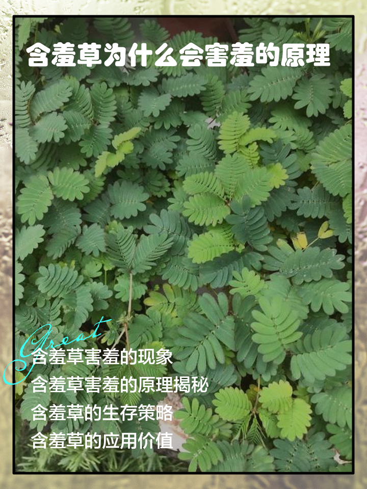 含羞草免费版在线的简单介绍