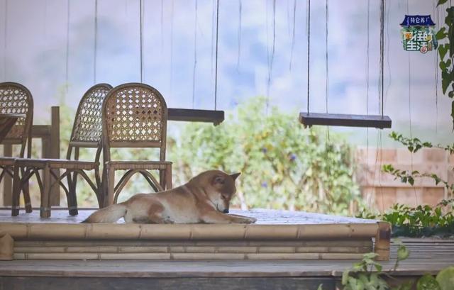 向往的生活第四季在线观看,向前生活第三季免费观看完整版