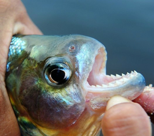 食人鱼事件剧情介绍,食人鱼事件剧情介绍详细