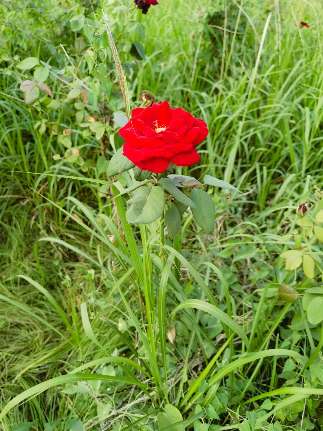 野花在线观看,花蝴蝶2免费高清电视剧观看