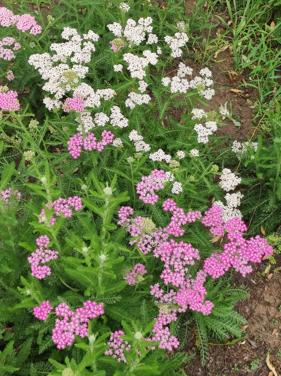 野花在线观看,花蝴蝶2免费高清电视剧观看