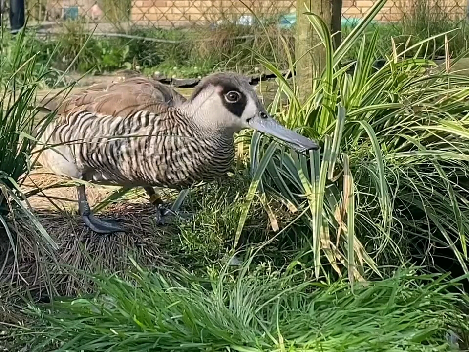 野鸭子剧情,野鸭子剧情解析