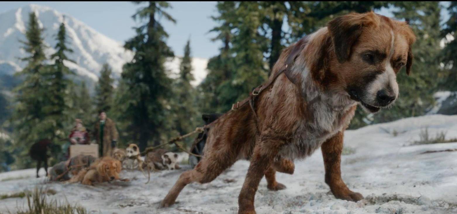 野性的呼唤电影免费观看,野性的呼唤 电影免费观看