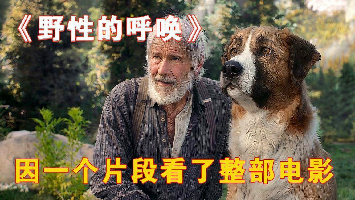 野性的呼唤电影免费观看,野性的呼唤 电影免费观看