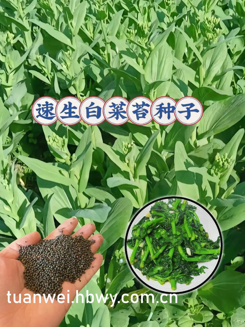 x战警(第一战)电影,x战警第一战视频免费观看