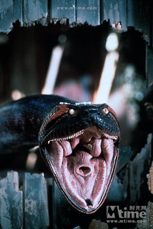 电影巨蟒之灾,巨蟒之灾国语2