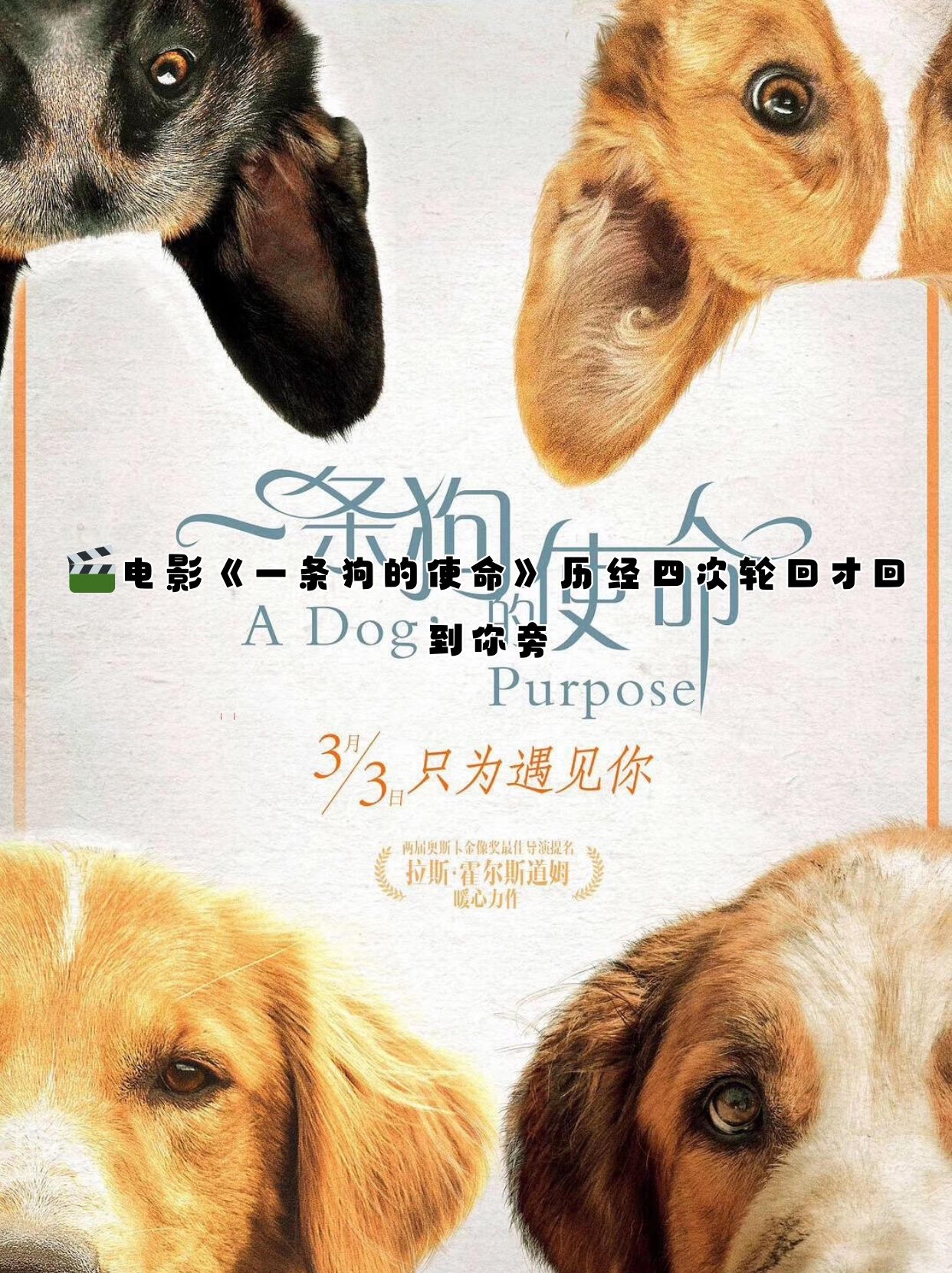 我的男友和狗电影,我的男友和狗电影里的狗狗里拉 我的男友和狗电影,我的男友和狗电影里的狗狗里拉