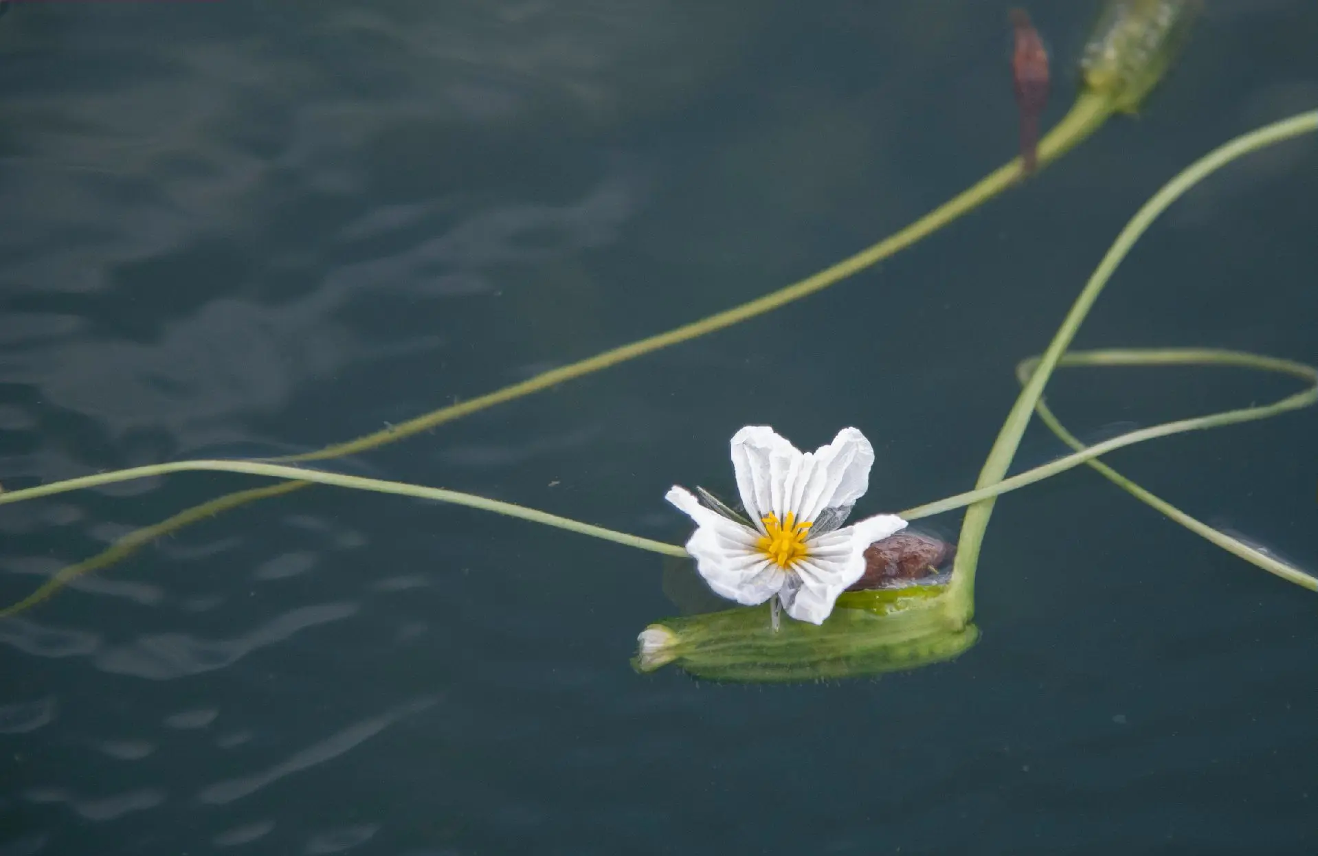 水性杨花电影,水性杨花电影英文原名