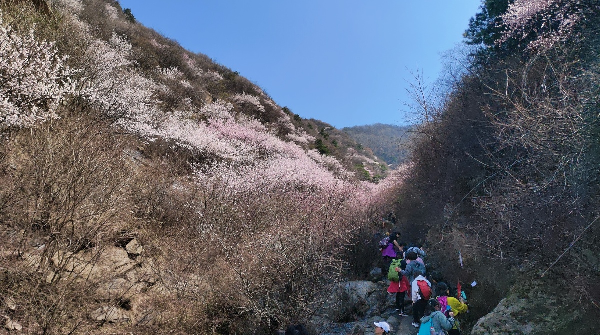 电影桃花灿烂,电影桃花灿烂演员表 电影桃花灿烂,电影桃花灿烂演员表