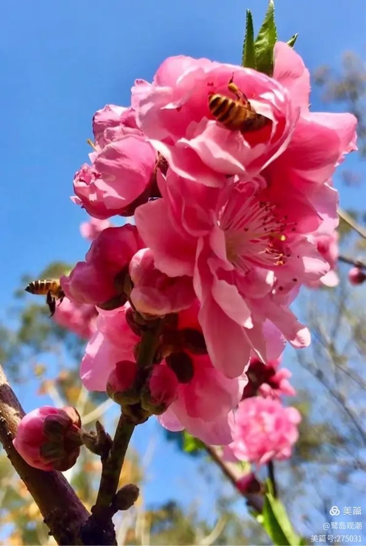电影桃花灿烂,电影桃花灿烂免费观看全集完整版
