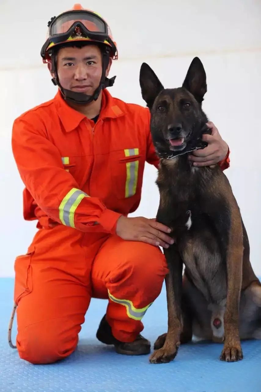 电影消防犬,电影消防犬是什么品种 电影消防犬,电影消防犬是什么品种